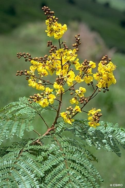 Peltophorum pterocarpum Yellow Gold Mohar tree seeds