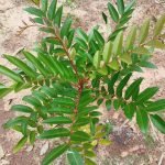 Simarouba glauca paradise tree seeds