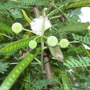Leucaena leucocephala Subabul tree seeds
