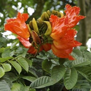 Spathodea campanulata African tulip tree seeds