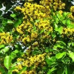 Pterocarpus Marsapium Malabar Kino Tree Seeds