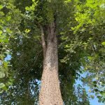 Pterocarpus Santalnus Red sander tree seeds