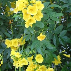 Tecoma Stans Yellow Bell tree seeds