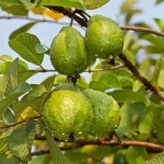 Psidium guava fruit tree seeds