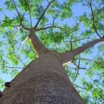 Melia Dubia Malabar Neem tree seed
