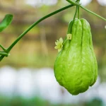 Native Chayote (Chow Chow செள செள) organic seeds