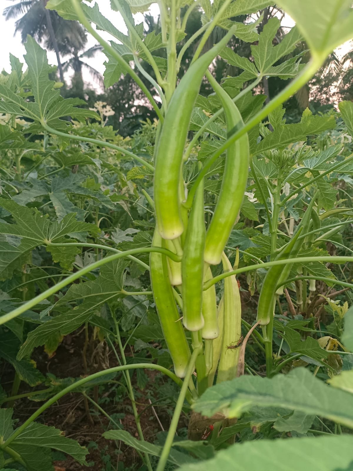 Heirloom green candle fire okra seeds