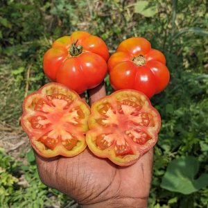 Native Polur Ribbed Tomato Seeds
