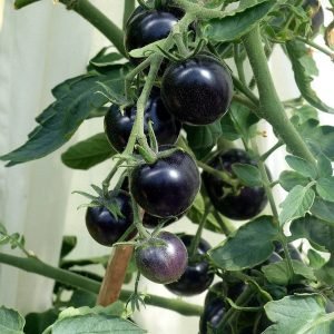 Heirloom Black Cherry Tomato Seeds