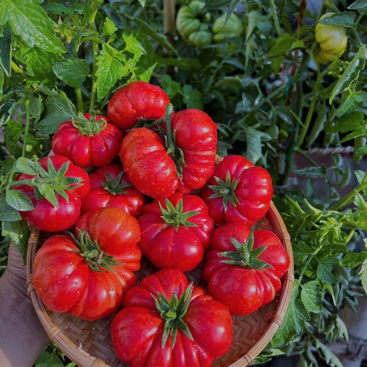 Heirloom Costoluto Fiorentino Tomato Seeds