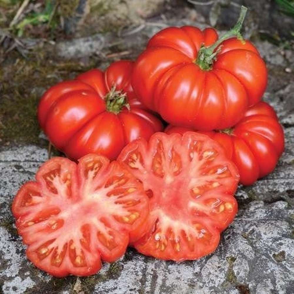 Heirloom Costoluto Fiorentino Tomato Seeds