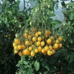 Heirloom Ildi Tomato seeds