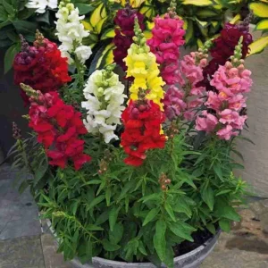 Antirrhinum Semi Tall Flower seeds-Easy To grow/ Perfect for Terrace gardens