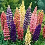Lupin Pixie Dwarf Mix Flower Seeds Online in India-Winter Favourite