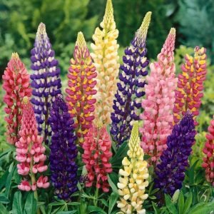 Lupin Pixie Dwarf Mix Flower Seeds Online in India-Winter Favourite
