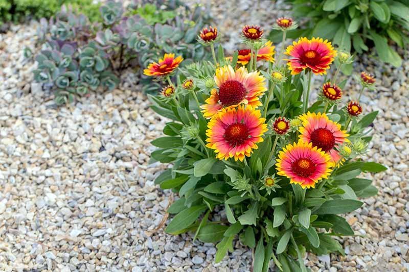 Gaillardia flower op seeds-Best For Indian Gardens