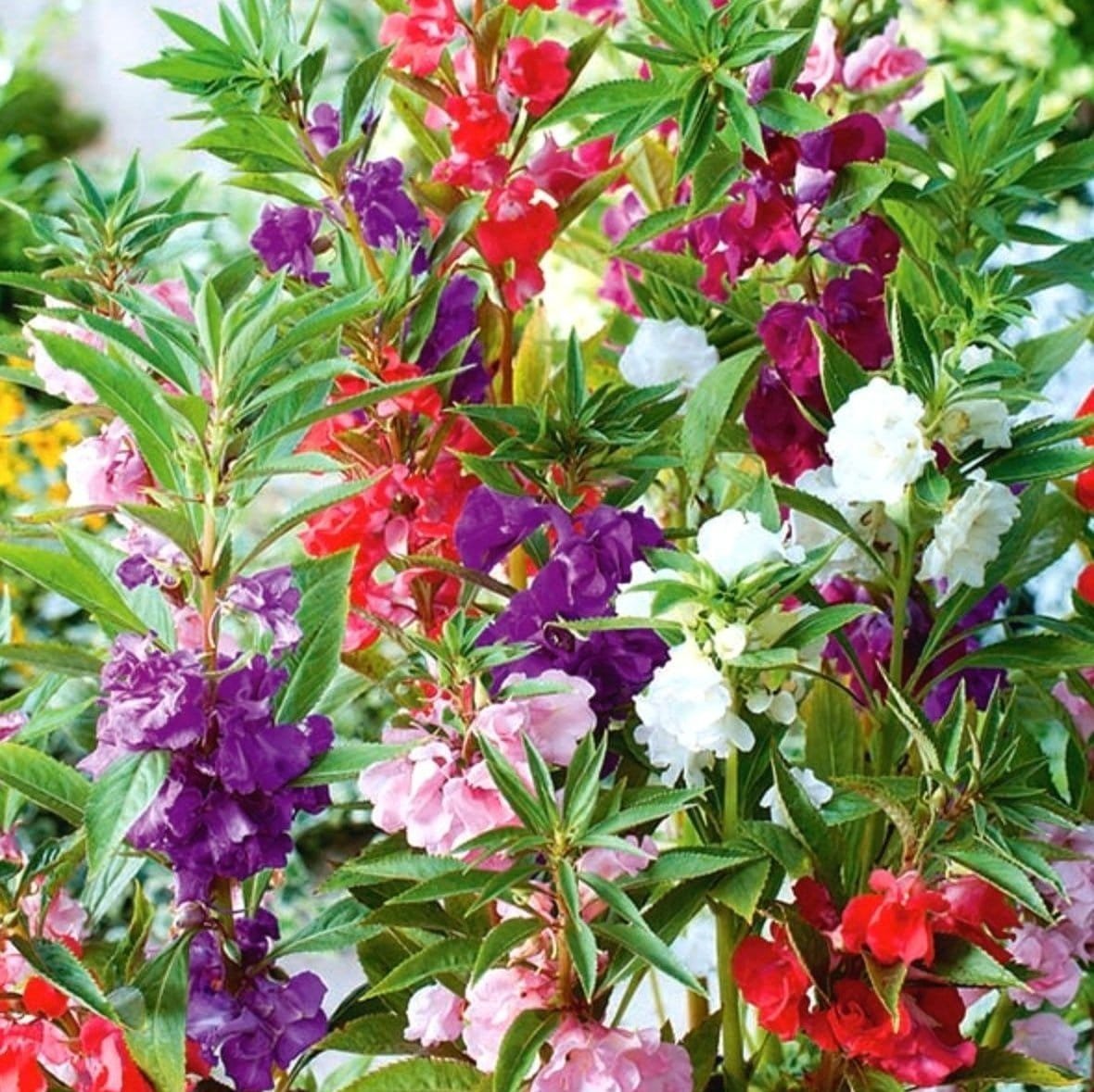 Balsam Tom Thumb Mixed Premium Flower Seeds-Easy To Grow