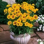 Coreopsis Mayfield Beauty Flower Seeds-Easy To Grow/Best For Terrace Garden