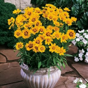 Coreopsis Mayfield Beauty Flower Seeds-Easy To Grow/Best For Terrace Garden