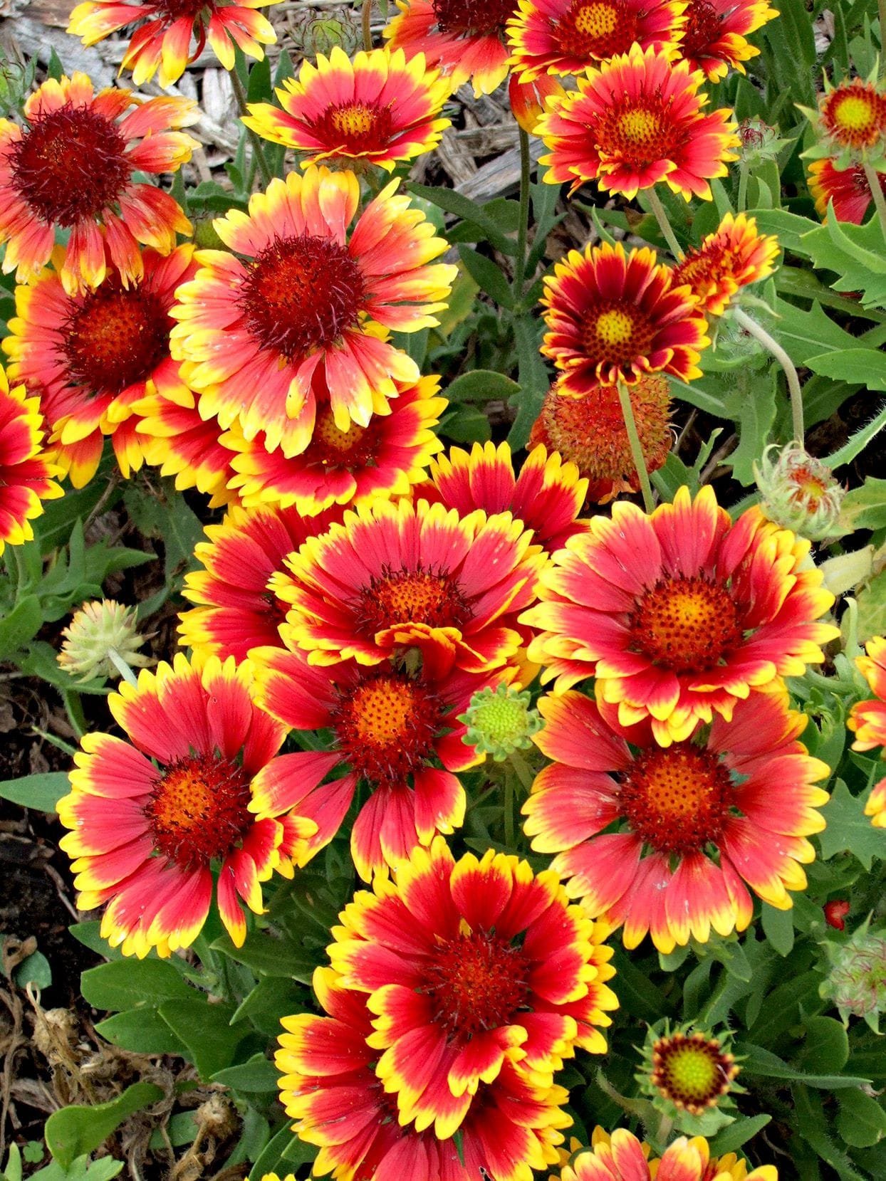 Gaillardia flower op seeds-Best For Indian Gardens