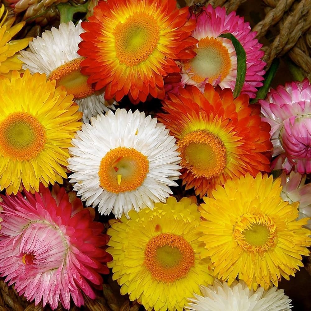 Helichrysum Dwarf Mix Flower Seeds-Everlasting Flower For Borders