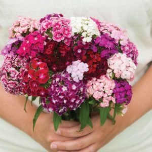 Sweet William Mix Flower Seeds – Open Pollinated,Organic,Non-GMO