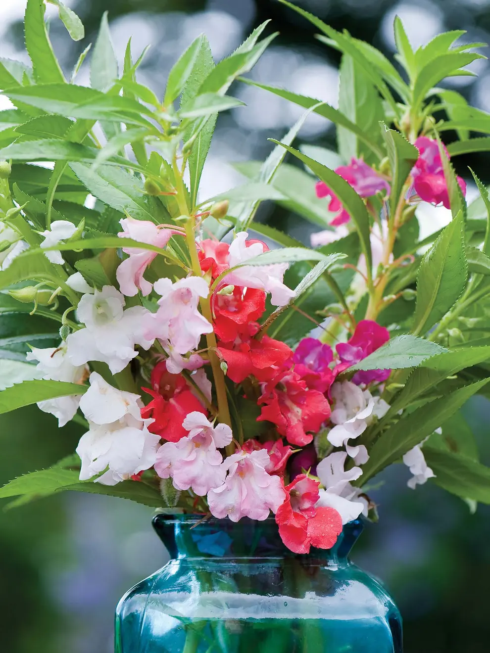 Balsam Tom Thumb Mixed Premium Flower Seeds-Easy To Grow