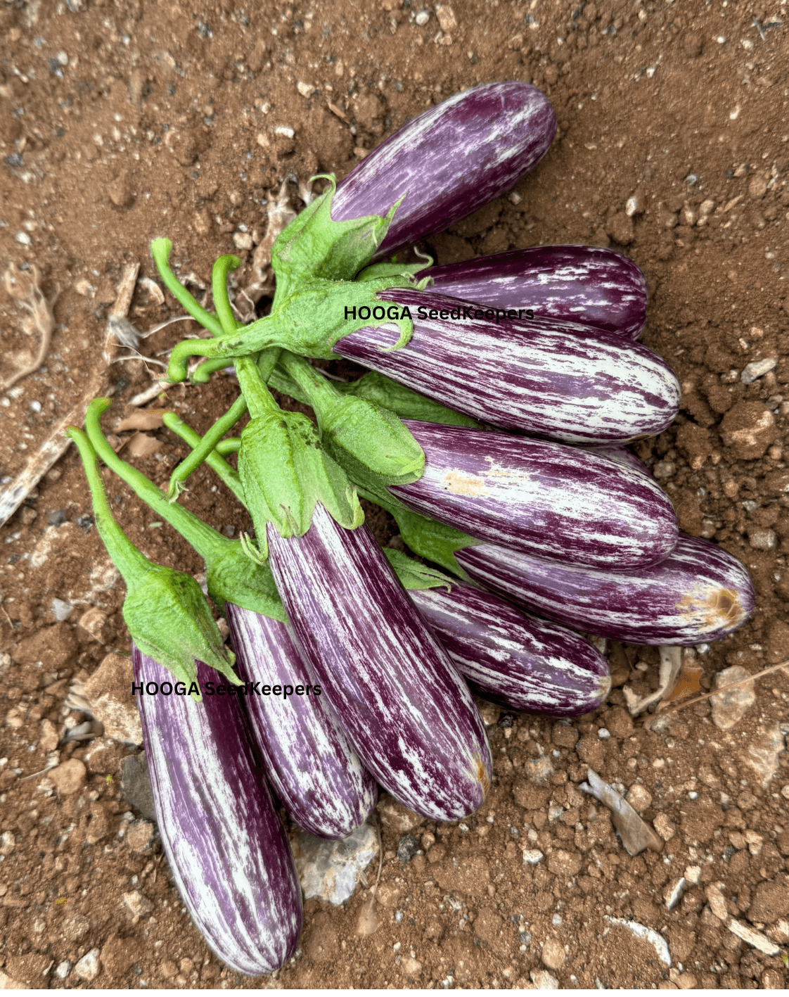 Dharapuram Samba Brinjal Seeds – 200-Year-Old Native Variety | Drought-Resistant Heirloom Brinjal | Buy Online at HoogaSeeds