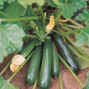 Buy Zucchini Seeds Online in India – Premium High-Yield & Heirloom Seeds | HOOGA Seeds