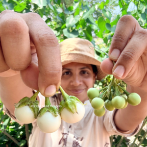 Ca Phao traditional Vietnamese Mini White Eggplant Seeds | Rare Heirloom White Brinjal Seeds