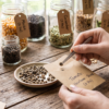 Simple Seed Saving Guide for Beginners